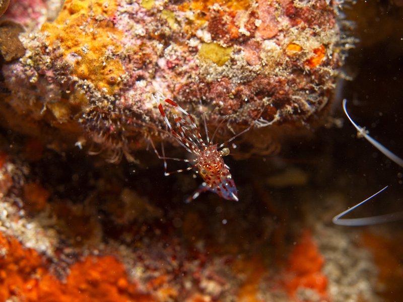 Shrimp, Seulako Cave